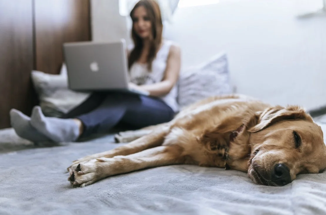 smart cinema bed